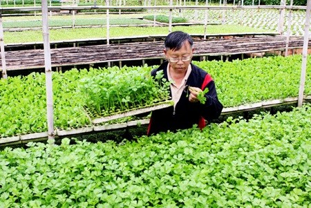 A Da Lat farmer checks his vegetables in a greenhouse before sending them to market. (Photo: VNA/VNS)